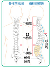 脊椎的机理