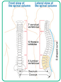 Mechanism of the spine