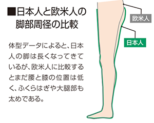 日本人と欧米人の脚部周径の比較