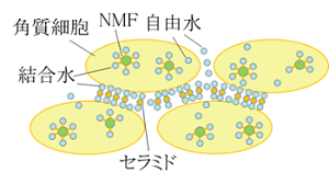 皮膚からの水分蒸発量について.png