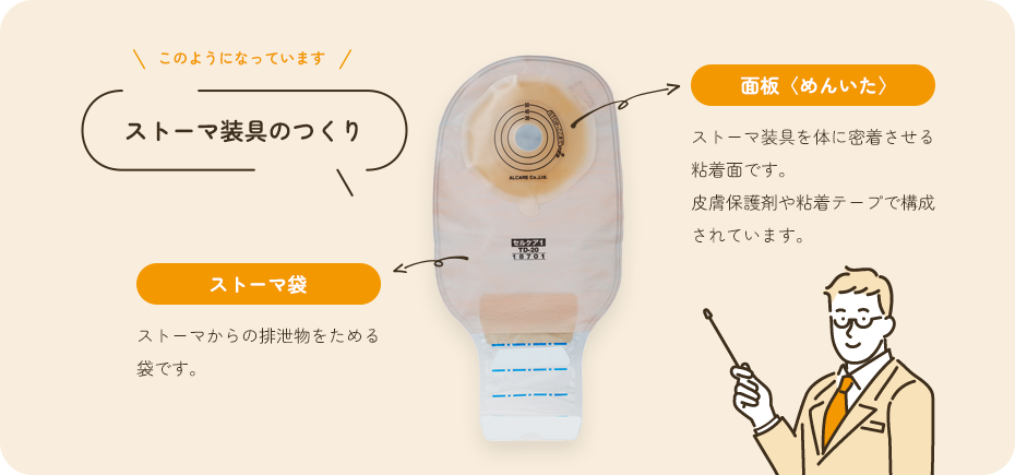 ストーマ装具のつくり説明画像 面板、ストーマ装具を体に密着させる粘着面です。皮膚保護剤や粘着テープで構成されています。ストーマ袋、ストーマからの排泄物をためる袋です。
