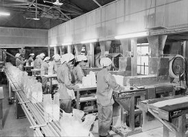 ギプス製造ライン