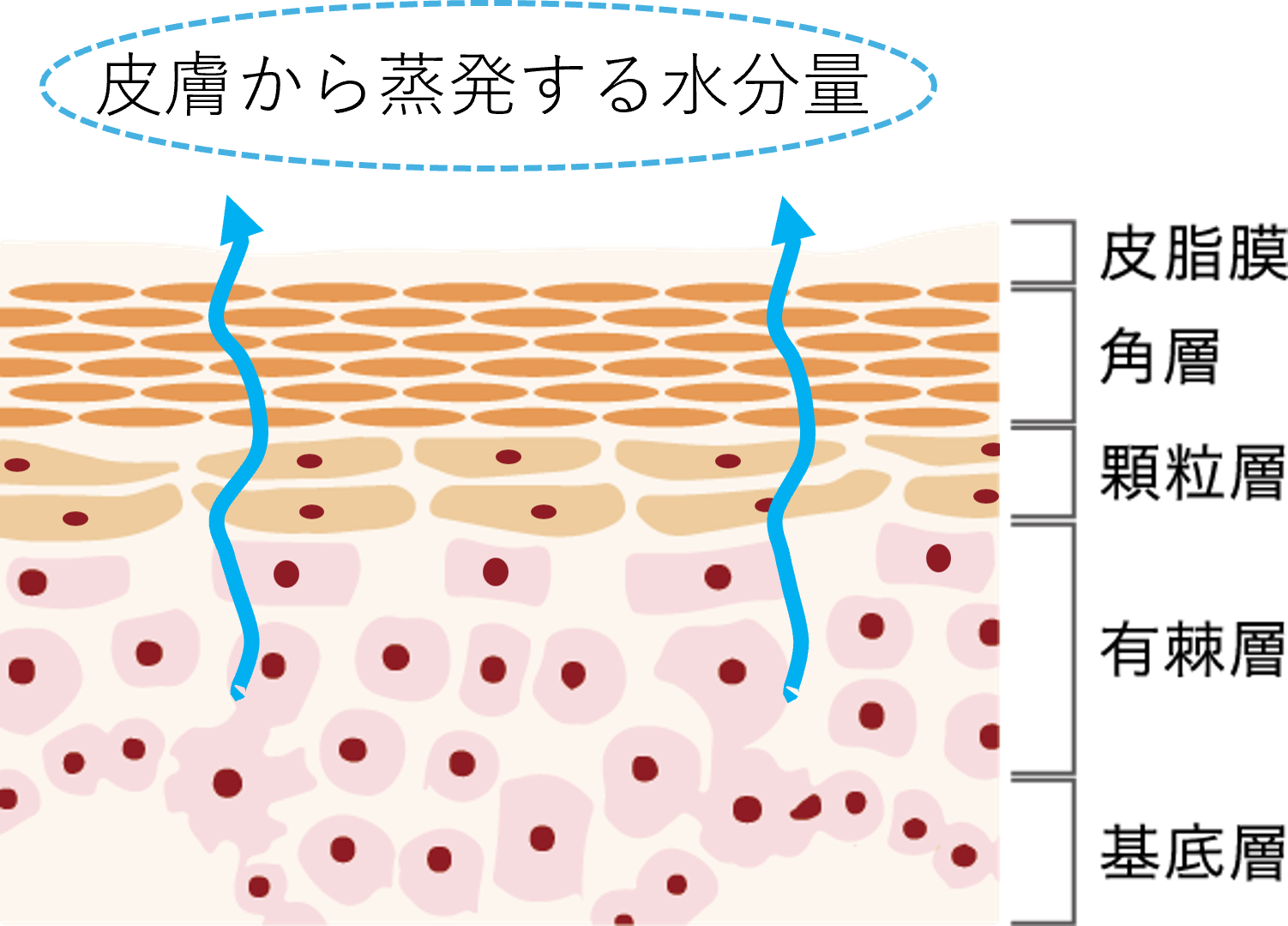 皮膚から蒸発する水分量を示したイメージ図