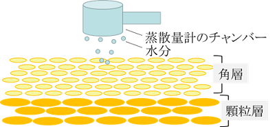 経表皮水分蒸散量計は、皮膚表面から蒸発する水分量を測定する