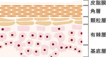 皮膚構造図：皮膚バリア機能は角層から顆粒層の第一層目まで.png