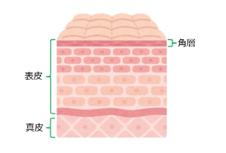 皮膚の構造