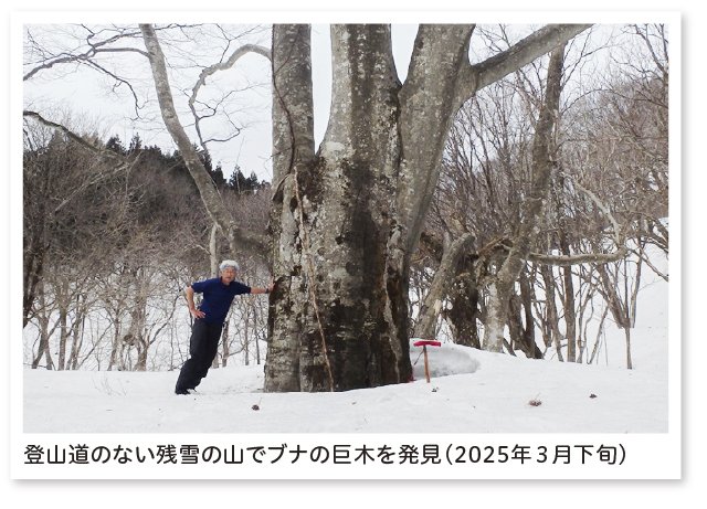 登山道のない残雪の山でブナの巨木を発見（2025年3月下旬）